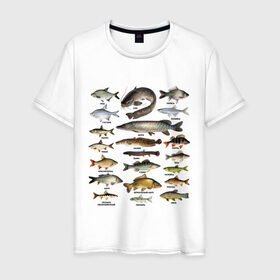 Мужская футболка хлопок с принтом Популярные виды рыб в Санкт-Петербурге, 100% хлопок | прямой крой, круглый вырез горловины, длина до линии бедер, слегка спущенное плечо. | рыба | рыбалка | рыбачить | туризм | туристические | туристу | улов
