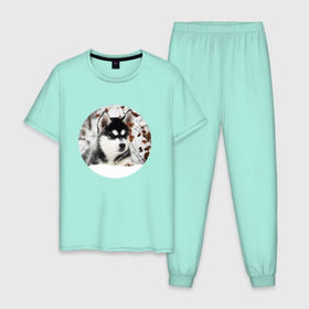Мужская пижама хлопок с принтом Щенок хаски в Санкт-Петербурге, 100% хлопок | брюки и футболка прямого кроя, без карманов, на брюках мягкая резинка на поясе и по низу штанин
 | dog | husky | собака | хаски | щенок
