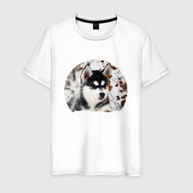 Мужская футболка хлопок с принтом Щенок хаски в Санкт-Петербурге, 100% хлопок | прямой крой, круглый вырез горловины, длина до линии бедер, слегка спущенное плечо. | dog | husky | собака | хаски | щенок