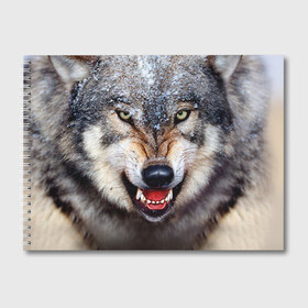 Альбом для рисования с принтом Волк в Санкт-Петербурге, 100% бумага
 | матовая бумага, плотность 200 мг. | волк | животные | злой волк | зубы | оскал