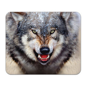 Коврик прямоугольный с принтом Волк в Санкт-Петербурге, натуральный каучук | размер 230 х 185 мм; запечатка лицевой стороны | волк | животные | злой волк | зубы | оскал