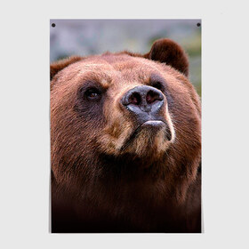 Постер с принтом Медведь в Санкт-Петербурге, 100% бумага
 | бумага, плотность 150 мг. Матовая, но за счет высокого коэффициента гладкости имеет небольшой блеск и дает на свету блики, но в отличии от глянцевой бумаги не покрыта лаком | бурый | гризли | животные | медведь | мишка