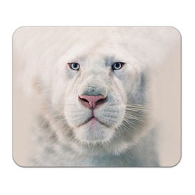 Коврик прямоугольный с принтом Белый лев в Санкт-Петербурге, натуральный каучук | размер 230 х 185 мм; запечатка лицевой стороны | белый лев | животные | лев