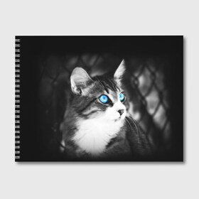 Альбом для рисования с принтом Кот в Санкт-Петербурге, 100% бумага
 | матовая бумага, плотность 200 мг. | Тематика изображения на принте: взгляд | глаза | голубые | кот