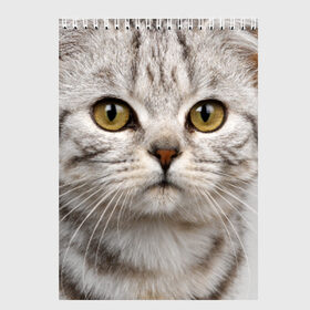 Скетчбук с принтом Кот в Санкт-Петербурге, 100% бумага
 | 48 листов, плотность листов — 100 г/м2, плотность картонной обложки — 250 г/м2. Листы скреплены сверху удобной пружинной спиралью | домашняя | животное | кот | котэ | кошка