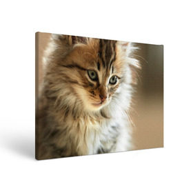 Холст прямоугольный с принтом Кот в Санкт-Петербурге, 100% ПВХ |  | Тематика изображения на принте: домашняя | животное | кот | котэ | кошка