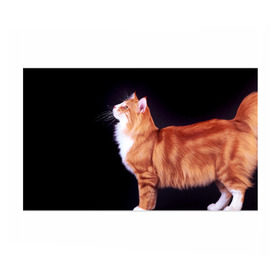 Бумага для упаковки 3D с принтом Рыжий кот в Санкт-Петербурге, пластик и полированная сталь | круглая форма, металлическое крепление в виде кольца | Тематика изображения на принте: домашняя | животное | кот | котэ | кошка | рыжая