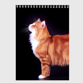 Скетчбук с принтом Рыжий кот в Санкт-Петербурге, 100% бумага
 | 48 листов, плотность листов — 100 г/м2, плотность картонной обложки — 250 г/м2. Листы скреплены сверху удобной пружинной спиралью | Тематика изображения на принте: домашняя | животное | кот | котэ | кошка | рыжая