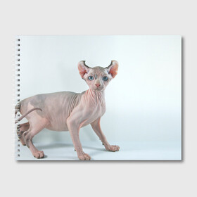 Альбом для рисования с принтом Сфинкс в Санкт-Петербурге, 100% бумага
 | матовая бумага, плотность 200 мг. | Тематика изображения на принте: домашняя | животное | кот | котэ | кошка | сфинкс