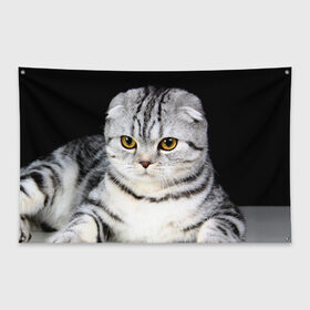 Флаг-баннер с принтом Кот в Санкт-Петербурге, 100% полиэстер | размер 67 х 109 см, плотность ткани — 95 г/м2; по краям флага есть четыре люверса для крепления | домашняя | животное | кот | котэ | кошка