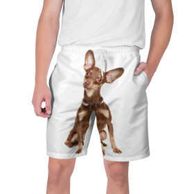 Мужские шорты 3D с принтом Той-терьер в Санкт-Петербурге,  полиэстер 100% | прямой крой, два кармана без застежек по бокам. Мягкая трикотажная резинка на поясе, внутри которой широкие завязки. Длина чуть выше колен | животное | порода | собака | той терьер