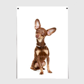 Постер с принтом Той-терьер в Санкт-Петербурге, 100% бумага
 | бумага, плотность 150 мг. Матовая, но за счет высокого коэффициента гладкости имеет небольшой блеск и дает на свету блики, но в отличии от глянцевой бумаги не покрыта лаком | животное | порода | собака | той терьер