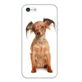 Чехол силиконовый для Телефон Apple iPhone 5/5S с принтом Той-терьер в Санкт-Петербурге, Силикон | Область печати: задняя сторона чехла, без боковых панелей | Тематика изображения на принте: животное | порода | собака | той терьер