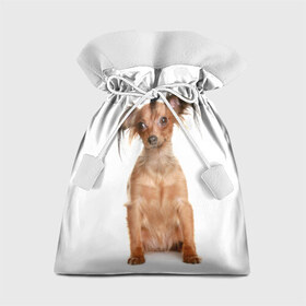 Подарочный 3D мешок с принтом Той-терьер в Санкт-Петербурге, 100% полиэстер | Размер: 29*39 см | Тематика изображения на принте: животное | порода | собака | той терьер