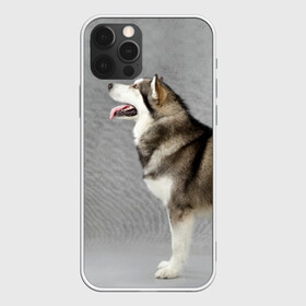 Чехол для iPhone 12 Pro с принтом Аляскинский маламут в Санкт-Петербурге, силикон | область печати: задняя сторона чехла, без боковых панелей | аляскинский маламут | животное | порода | собака