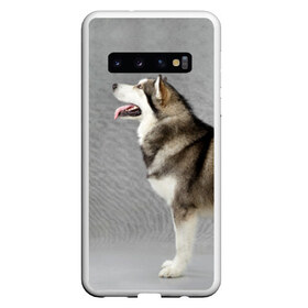 Чехол для Samsung Galaxy S10 с принтом Аляскинский маламут в Санкт-Петербурге, Силикон | Область печати: задняя сторона чехла, без боковых панелей | Тематика изображения на принте: аляскинский маламут | животное | порода | собака