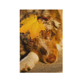 Обложка для паспорта матовая кожа с принтом Австралийская овчарка в Санкт-Петербурге, натуральная матовая кожа | размер 19,3 х 13,7 см; прозрачные пластиковые крепления | австралийская овчарка | клён | осень | порода | собака