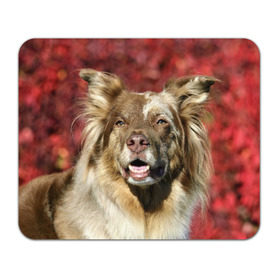 Коврик прямоугольный с принтом Австралийская овчарка в Санкт-Петербурге, натуральный каучук | размер 230 х 185 мм; запечатка лицевой стороны | австралийская овчарка | животное | порода | собака