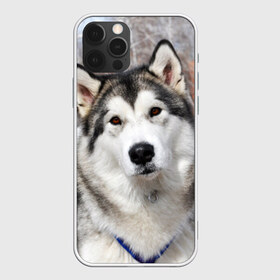Чехол для iPhone 12 Pro Max с принтом Аляскинский маламут в Санкт-Петербурге, Силикон |  | аляскинский маламут | животное | порода | собака