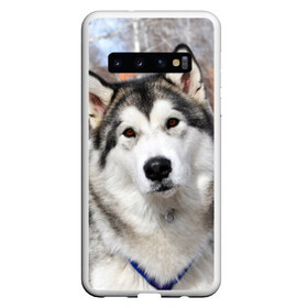 Чехол для Samsung Galaxy S10 с принтом Аляскинский маламут в Санкт-Петербурге, Силикон | Область печати: задняя сторона чехла, без боковых панелей | аляскинский маламут | животное | порода | собака