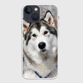 Чехол для iPhone 13 mini с принтом Аляскинский маламут в Санкт-Петербурге,  |  | аляскинский маламут | животное | порода | собака