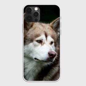 Чехол для iPhone 12 Pro с принтом Аляскинский маламут в Санкт-Петербурге, силикон | область печати: задняя сторона чехла, без боковых панелей | аляскинский маламут | животное | порода | собака