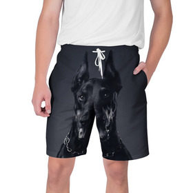 Мужские шорты 3D с принтом Доберман в Санкт-Петербурге,  полиэстер 100% | прямой крой, два кармана без застежек по бокам. Мягкая трикотажная резинка на поясе, внутри которой широкие завязки. Длина чуть выше колен | доберман | животное | порода | собака