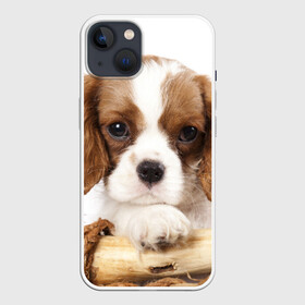 Чехол для iPhone 13 с принтом Кинг чарльз спаниель в Санкт-Петербурге,  |  | животное | кинг чарльз спаниель | порода | собака
