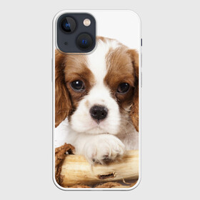 Чехол для iPhone 13 mini с принтом Кинг чарльз спаниель в Санкт-Петербурге,  |  | животное | кинг чарльз спаниель | порода | собака