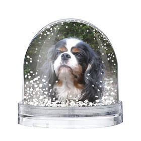 Снежный шар с принтом Кинг чарльз спаниель в Санкт-Петербурге, Пластик | Изображение внутри шара печатается на глянцевой фотобумаге с двух сторон | Тематика изображения на принте: животное | кинг чарльз спаниель | порода | собака
