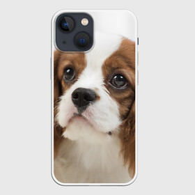 Чехол для iPhone 13 mini с принтом Кинг чарльз спаниель в Санкт-Петербурге,  |  | животное | кинг чарльз спаниель | порода | собака