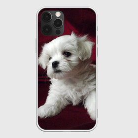 Чехол для iPhone 12 Pro с принтом Мальтийская болонка в Санкт-Петербурге, силикон | область печати: задняя сторона чехла, без боковых панелей | животное | мальтийская болонка | порода | собака