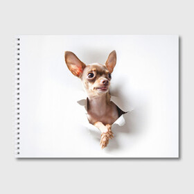 Альбом для рисования с принтом Той-терьер в Санкт-Петербурге, 100% бумага
 | матовая бумага, плотность 200 мг. | Тематика изображения на принте: животное | порода | собака | той терьер