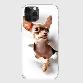 Чехол для iPhone 12 Pro с принтом Той-терьер в Санкт-Петербурге, силикон | область печати: задняя сторона чехла, без боковых панелей | животное | порода | собака | той терьер