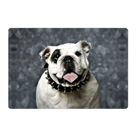 Магнитный плакат 3Х2 с принтом Английский бульдог в Санкт-Петербурге, Полимерный материал с магнитным слоем | 6 деталей размером 9*9 см | животное | порода | собака | французский бульдог