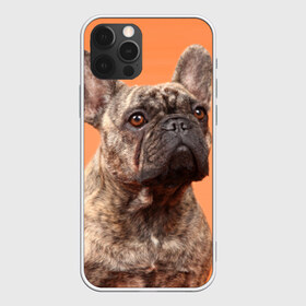 Чехол для iPhone 12 Pro Max с принтом Французский бульдог в Санкт-Петербурге, Силикон |  | Тематика изображения на принте: животное | порода | собака | французский бульдог