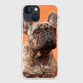 Чехол для iPhone 13 mini с принтом Французский бульдог в Санкт-Петербурге,  |  | животное | порода | собака | французский бульдог