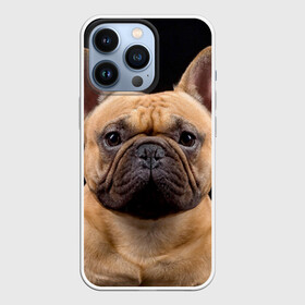 Чехол для iPhone 13 Pro с принтом Французский бульдог в Санкт-Петербурге,  |  | животное | порода | собака | французский бульдог