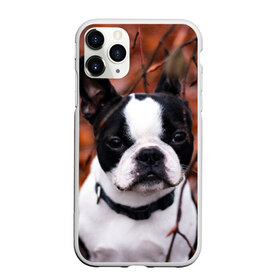 Чехол для iPhone 11 Pro матовый с принтом Бостон Терьер в Санкт-Петербурге, Силикон |  | животное | порода | собака | французский бульдог