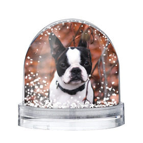 Снежный шар с принтом Бостон Терьер в Санкт-Петербурге, Пластик | Изображение внутри шара печатается на глянцевой фотобумаге с двух сторон | животное | порода | собака | французский бульдог