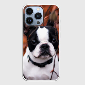 Чехол для iPhone 13 Pro с принтом Бостон Терьер в Санкт-Петербурге,  |  | животное | порода | собака | французский бульдог
