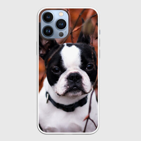 Чехол для iPhone 13 Pro Max с принтом Бостон Терьер в Санкт-Петербурге,  |  | животное | порода | собака | французский бульдог