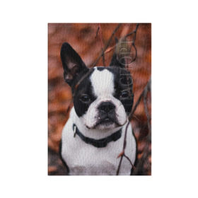 Обложка для паспорта матовая кожа с принтом Бостон Терьер в Санкт-Петербурге, натуральная матовая кожа | размер 19,3 х 13,7 см; прозрачные пластиковые крепления | животное | порода | собака | французский бульдог
