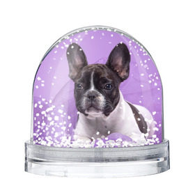 Снежный шар с принтом Французский бульдог в Санкт-Петербурге, Пластик | Изображение внутри шара печатается на глянцевой фотобумаге с двух сторон | животное | порода | собака | французский бульдог
