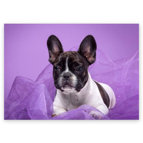 Поздравительная открытка с принтом Французский бульдог в Санкт-Петербурге, 100% бумага | плотность бумаги 280 г/м2, матовая, на обратной стороне линовка и место для марки
 | животное | порода | собака | французский бульдог