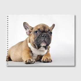 Альбом для рисования с принтом Французский бульдог в Санкт-Петербурге, 100% бумага
 | матовая бумага, плотность 200 мг. | животное | порода | собака | французский бульдог