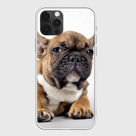 Чехол для iPhone 12 Pro Max с принтом Французский бульдог в Санкт-Петербурге, Силикон |  | Тематика изображения на принте: животное | порода | собака | французский бульдог