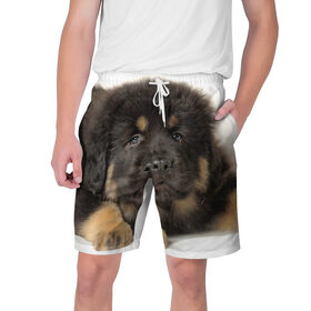 Мужские шорты 3D с принтом Тибетский мастиф в Санкт-Петербурге,  полиэстер 100% | прямой крой, два кармана без застежек по бокам. Мягкая трикотажная резинка на поясе, внутри которой широкие завязки. Длина чуть выше колен | животное | порода | собака