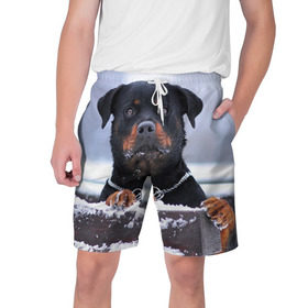 Мужские шорты 3D с принтом Ротвейлер в Санкт-Петербурге,  полиэстер 100% | прямой крой, два кармана без застежек по бокам. Мягкая трикотажная резинка на поясе, внутри которой широкие завязки. Длина чуть выше колен | животное | порода | ротвейлер | собака