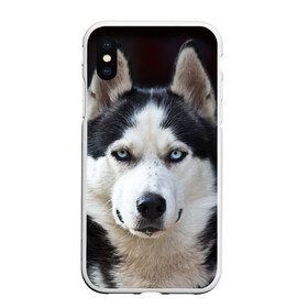 Чехол для iPhone XS Max матовый с принтом Хаски в Санкт-Петербурге, Силикон | Область печати: задняя сторона чехла, без боковых панелей | бандит | животное | порода | собака | хаски | хаски бандит
